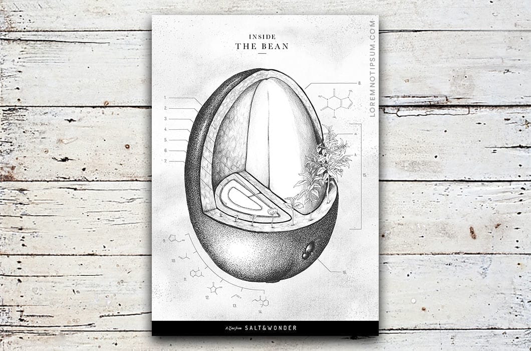Salt & Wonder – Coffee Zine "Inside the bean" – loremnotipsum.com