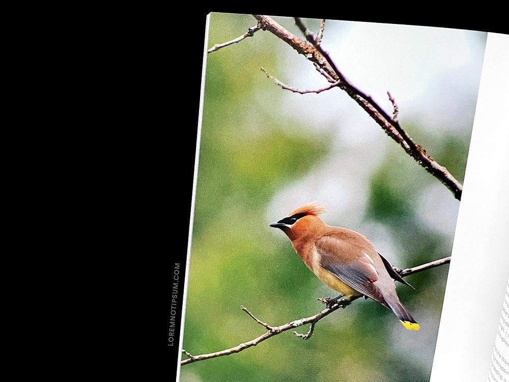 Folklife Magazine Volume 2 – loremnotipsum.com