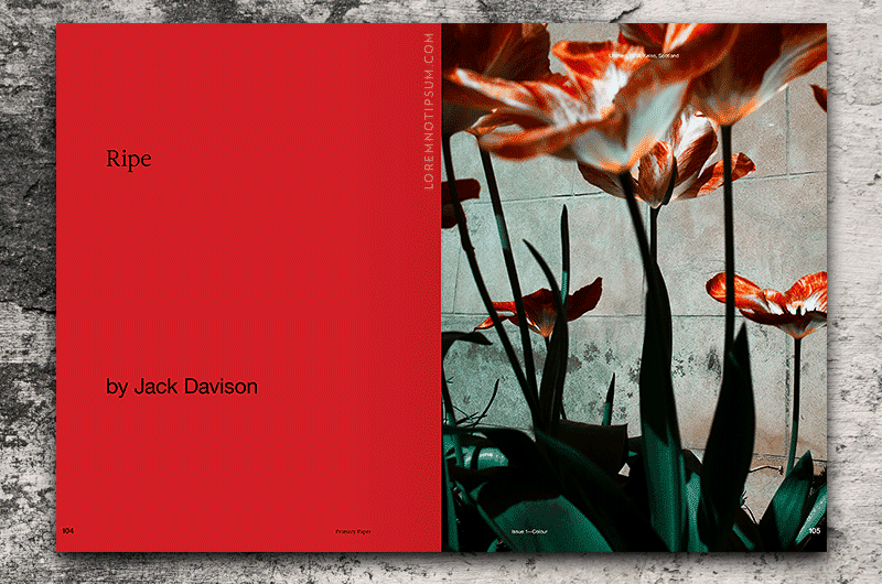 Primary Paper Magazine Issue 1 (Colour) – loremnotipsum.com